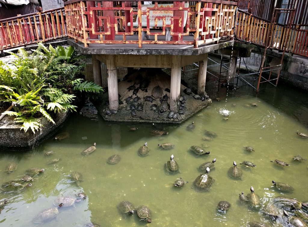 Scholdkröten im Kek Lok Si Tempel