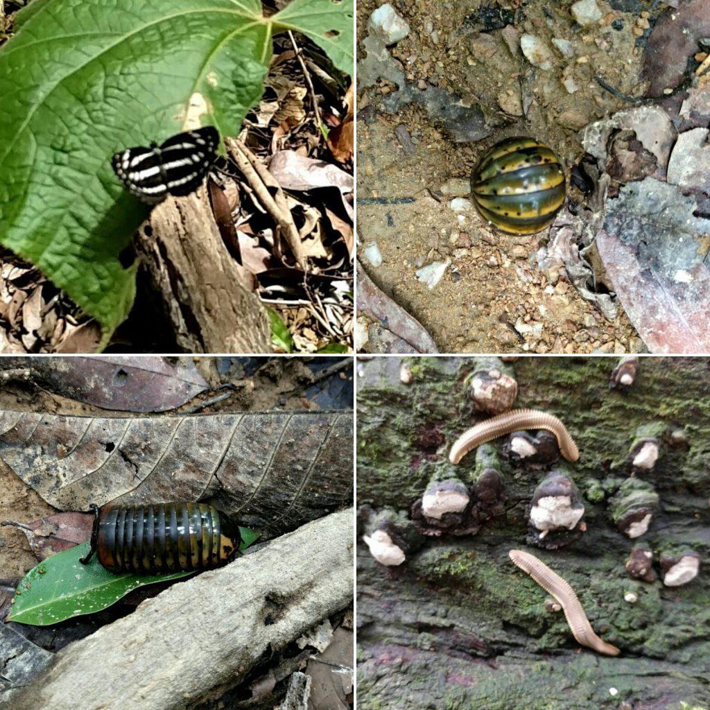 Wunderschöne Schmetterlinge sind hier überall zu sehen, meist aber so aktiv, das sie schwer zu fotografieren sind, links unten sieht man eine Wanzenart, die sich blitzschnell einer Kugel zusammen zieht, wenn Gefahr droht, sie ist dann ungefähr so groß wie die großen Glasklicker, Hundertfüßler